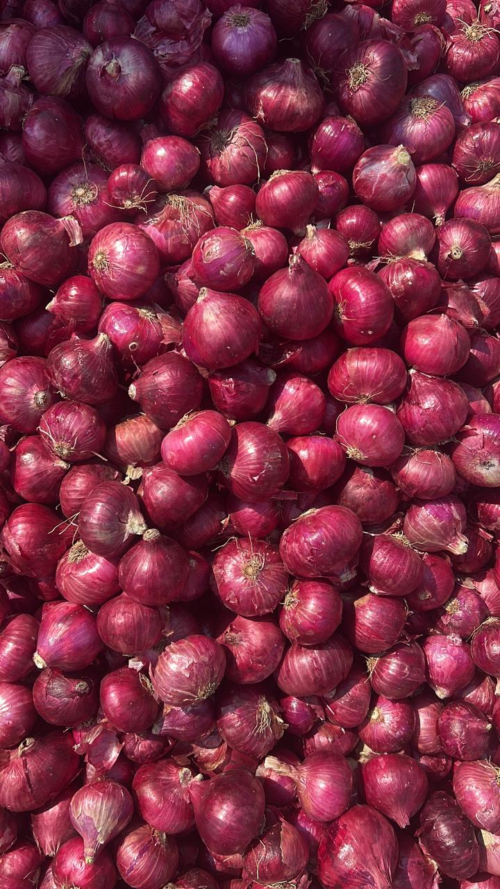 Premium Quality Onions